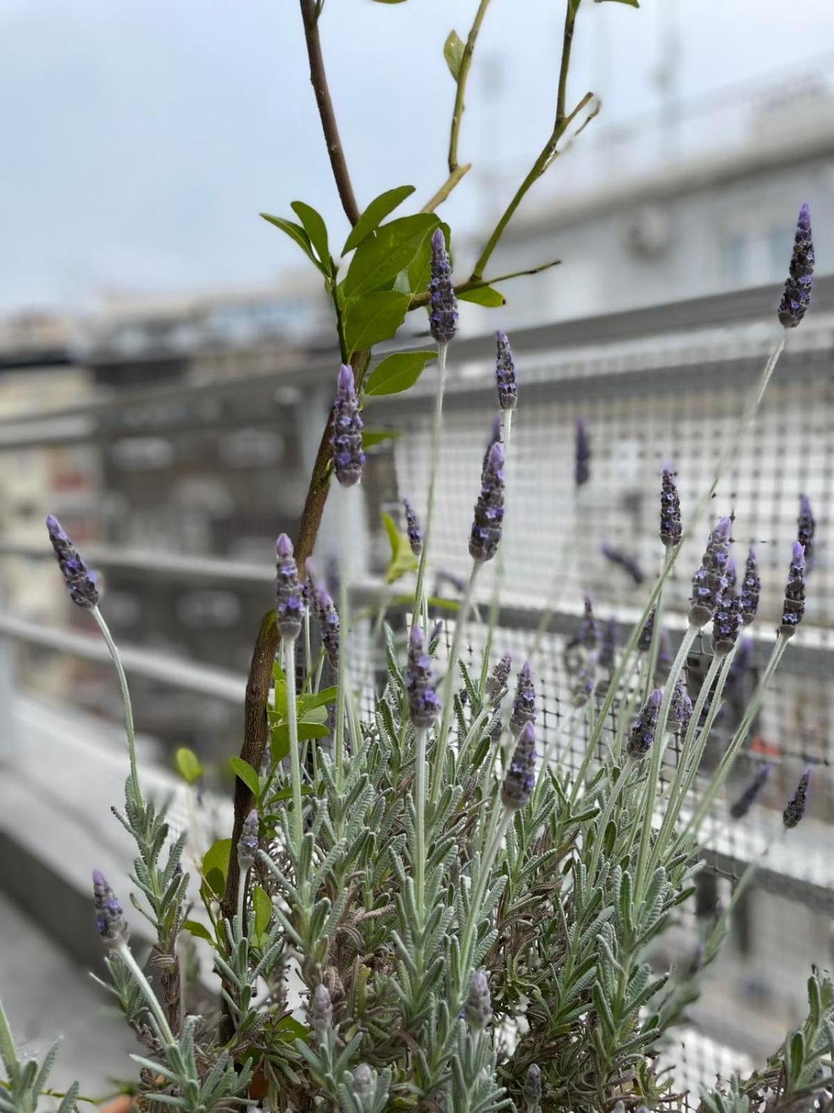 Domus City Apartment With Wonderful Balcony Thessaloniki Buitenkant foto